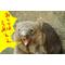 VIP禿STAR(｀ェ´)