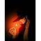 [A:F367]crysanthemum[A:F367]