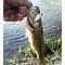 Bass Get Bassers