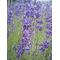 [D:F9EB]French .Lavender[D:F9EB]