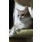 [V:476F]CAT'S HEART[V:476F]